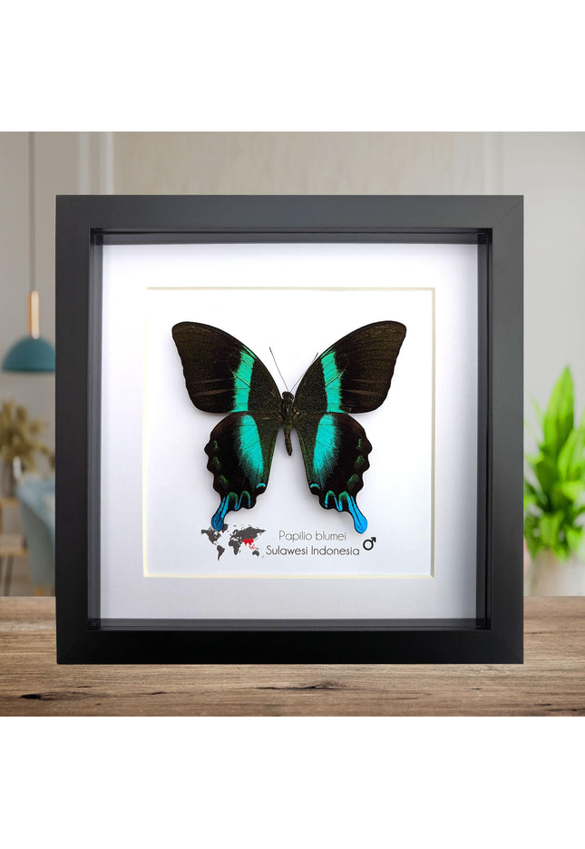 Framed Peacock Butterfly, Iridescent Taxidermy Display