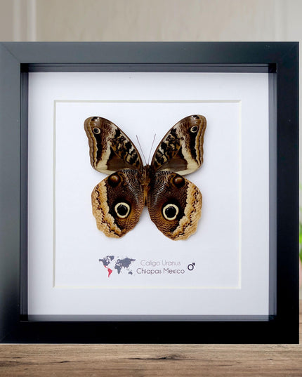 Framed caligo uranus butterfly: gold-edged owl, 8"x8"