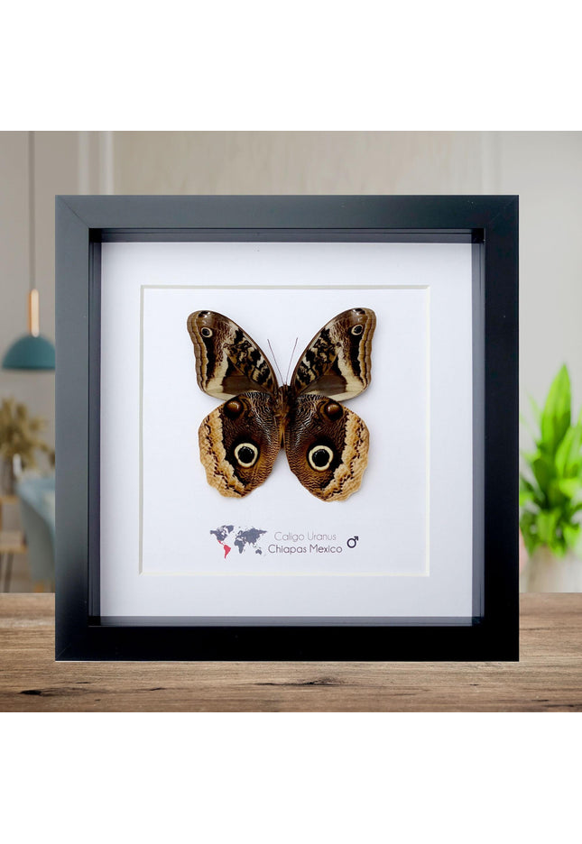 Framed caligo uranus butterfly: gold-edged owl, 8"x8"