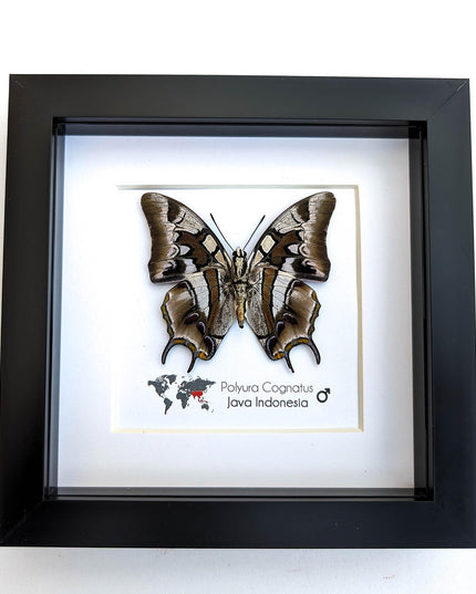 Framed charaxes butterfly: ethically sourced entomology wall art