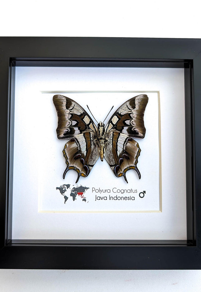 Framed charaxes butterfly: ethically sourced entomology wall art