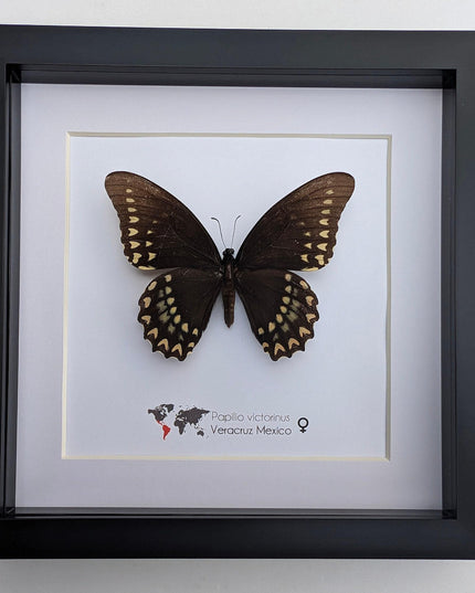 Papilio victorinus female, victorine swallowtail , black butterfly from veracruz, mexico, frame 8” x 8”