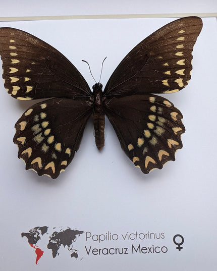 Papilio victorinus female, victorine swallowtail , black butterfly from veracruz, mexico, frame 8” x 8”