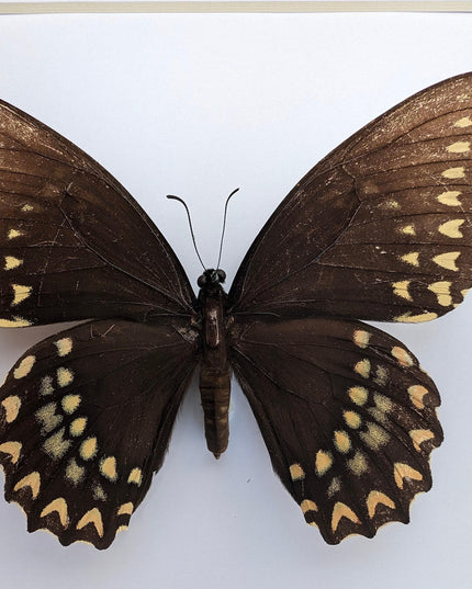 Papilio victorinus female, victorine swallowtail , black butterfly from veracruz, mexico, frame 8” x 8”