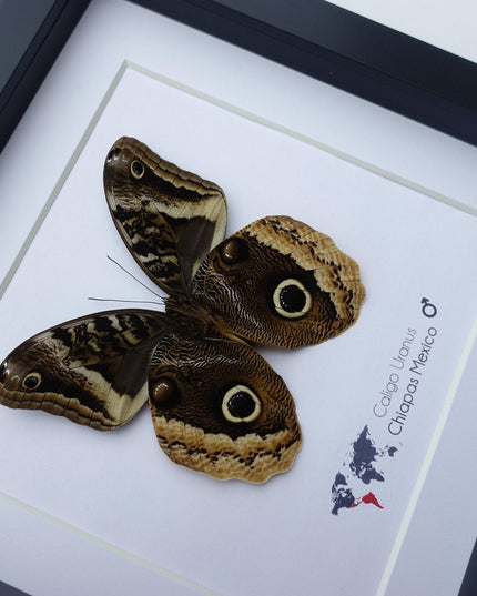 Framed caligo uranus butterfly: gold-edged owl, 8"x8"