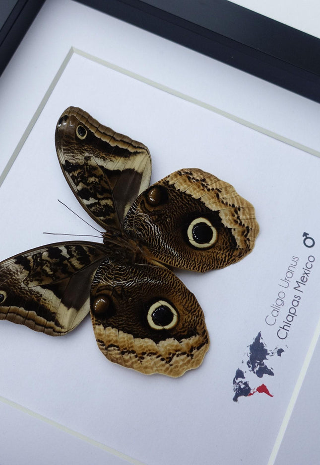 Framed caligo uranus butterfly: gold-edged owl, 8"x8"