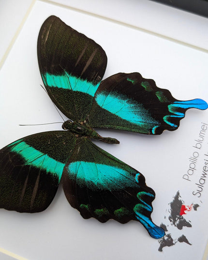 Framed Peacock Butterfly, Iridescent Taxidermy Display
