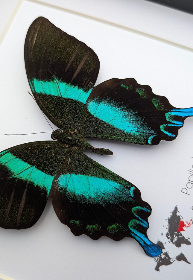 Framed Peacock Butterfly, Iridescent Taxidermy Display