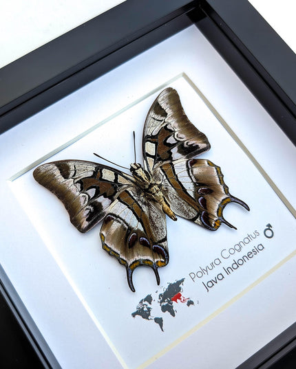 Framed charaxes butterfly: ethically sourced entomology wall art