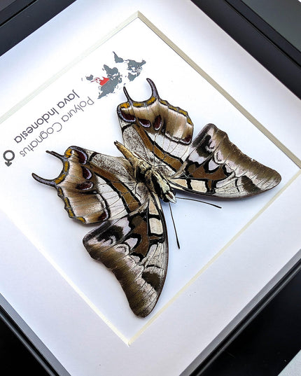 Framed charaxes butterfly: ethically sourced entomology wall art
