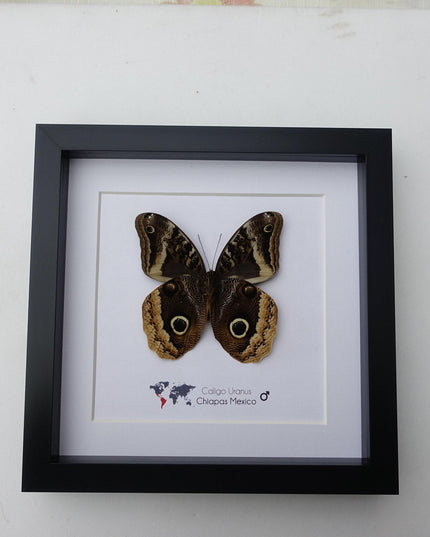 Framed caligo uranus butterfly: gold-edged owl, 8"x8"