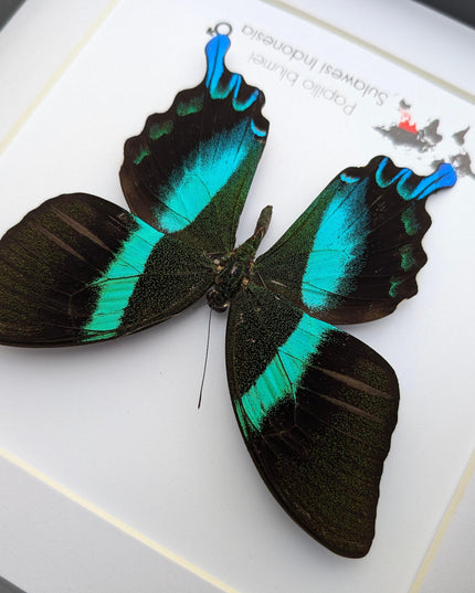 Framed Peacock Butterfly, Iridescent Taxidermy Display