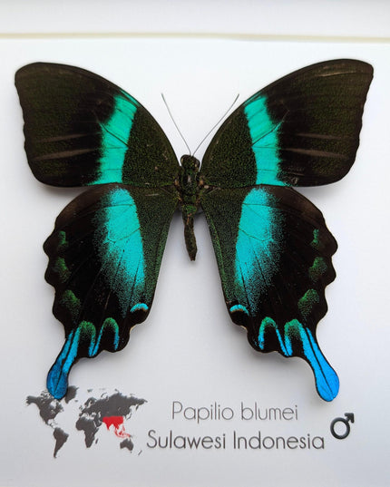 Framed Peacock Butterfly, Iridescent Taxidermy Display