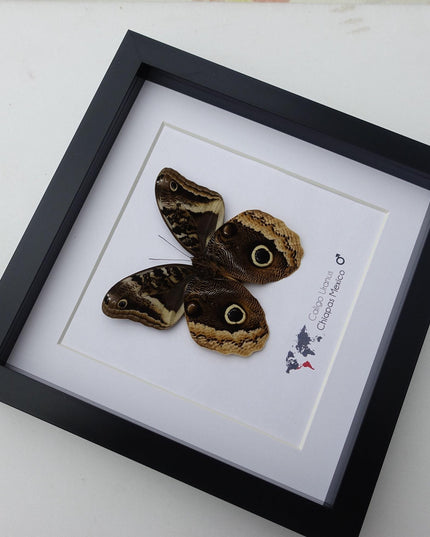 Framed caligo uranus butterfly: gold-edged owl, 8"x8"