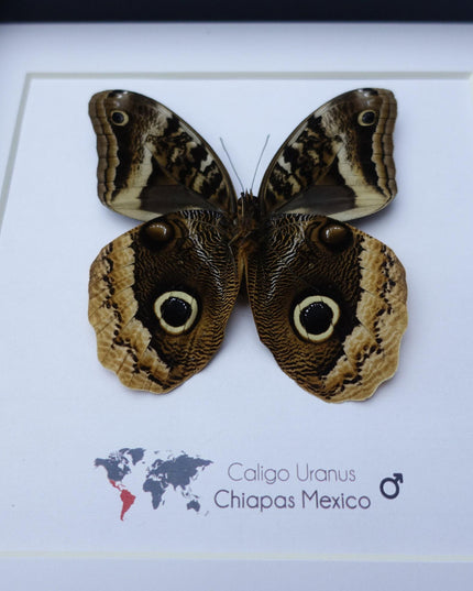 Framed caligo uranus butterfly: gold-edged owl, 8"x8"