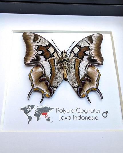 Framed charaxes butterfly: ethically sourced entomology wall art