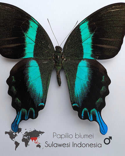 Framed Peacock Butterfly, Iridescent Taxidermy Display