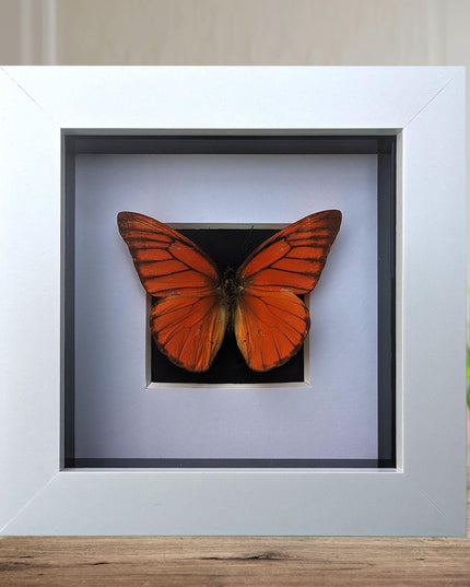Framed Eastern Orange Albatross Butterfly, Ethically Sourced Entomology Gift