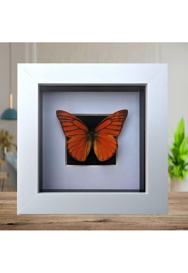 Framed Eastern Orange Albatross Butterfly, Ethically Sourced Entomology Gift