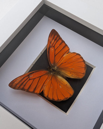 Framed Eastern Orange Albatross Butterfly, Ethically Sourced Entomology Gift