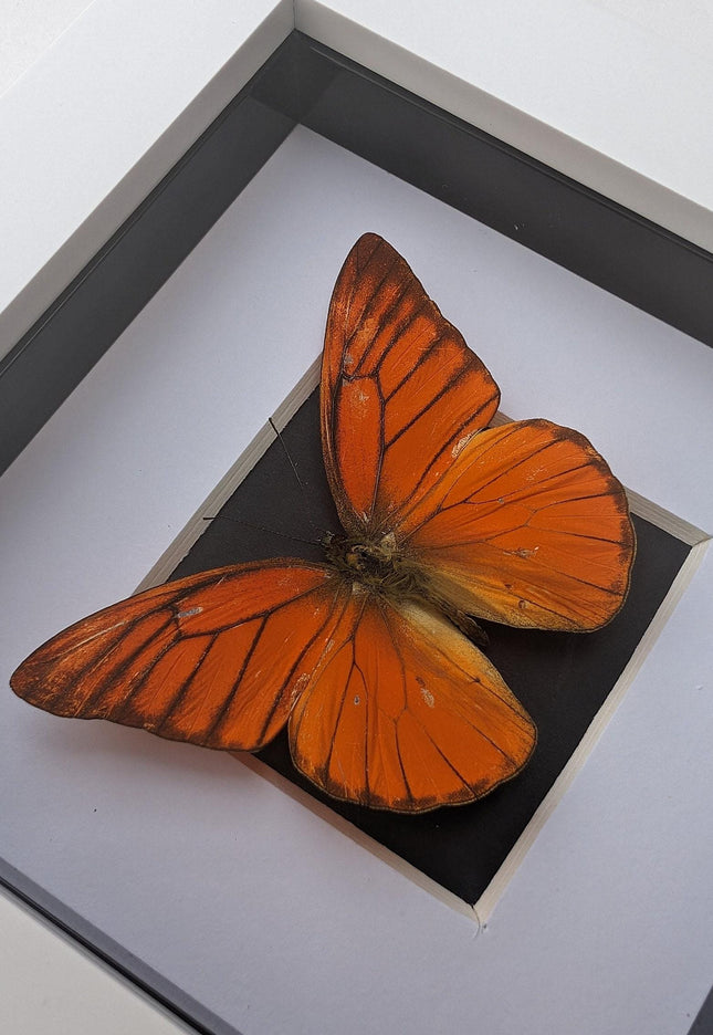 Framed Eastern Orange Albatross Butterfly, Ethically Sourced Entomology Gift