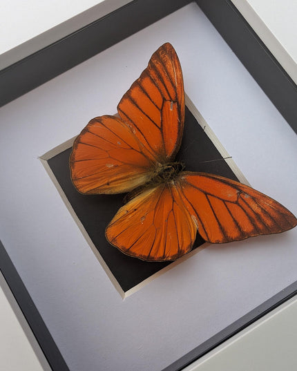 Framed Eastern Orange Albatross Butterfly, Ethically Sourced Entomology Gift