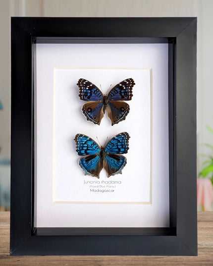 Framed Junonia Rhadama Butterflies, Entomology Wall Art (5x7)