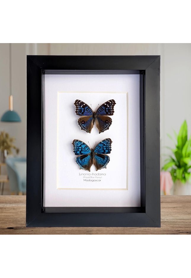 Framed Junonia Rhadama Butterflies, Entomology Wall Art (5x7)