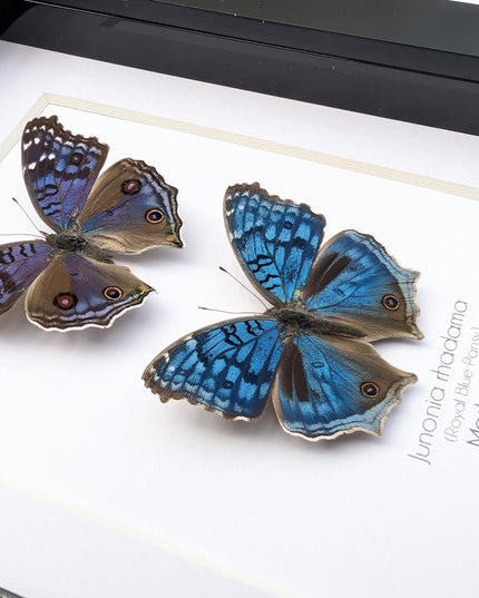 Framed Junonia Rhadama Butterflies, Entomology Wall Art (5x7)