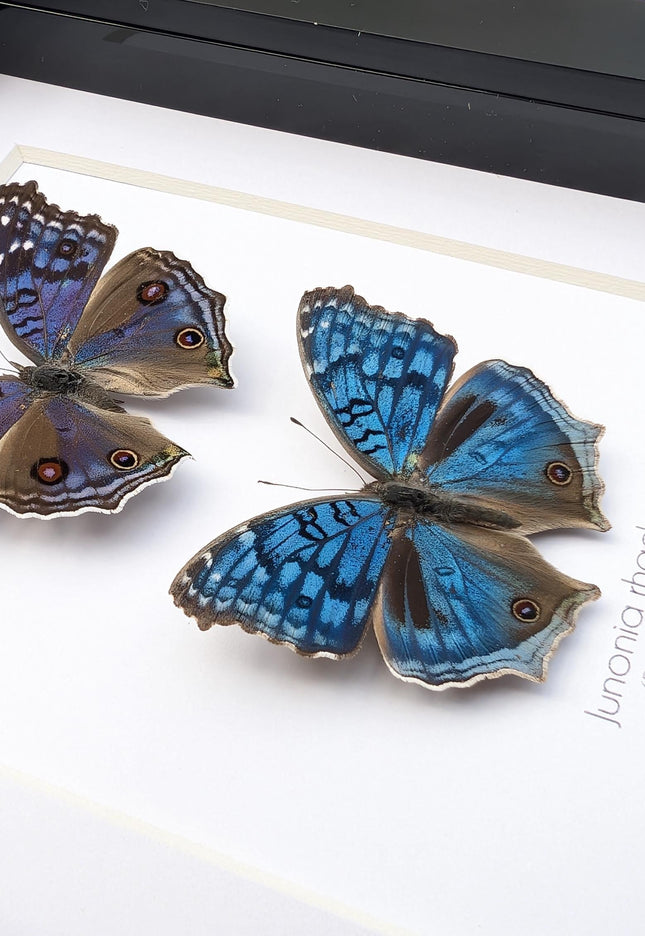 Framed Junonia Rhadama Butterflies, Entomology Wall Art (5x7)