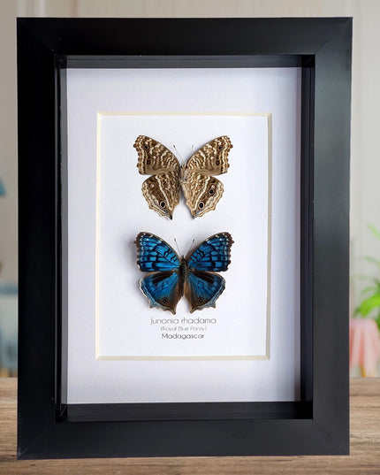 Junonia Rhadama Butterfly Taxidermy Set, Framed Entomology Wall Art (5x7)