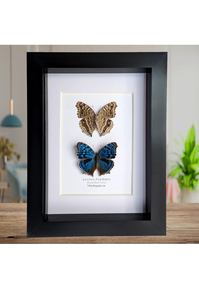 Junonia Rhadama Butterfly Taxidermy Set, Framed Entomology Wall Art (5x7)