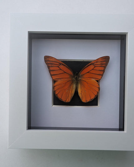 Framed Eastern Orange Albatross Butterfly, Ethically Sourced Entomology Gift