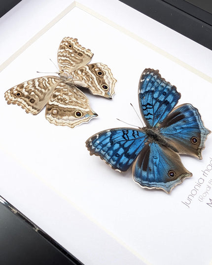 Junonia Rhadama Butterfly Taxidermy Set, Framed Entomology Wall Art (5x7)