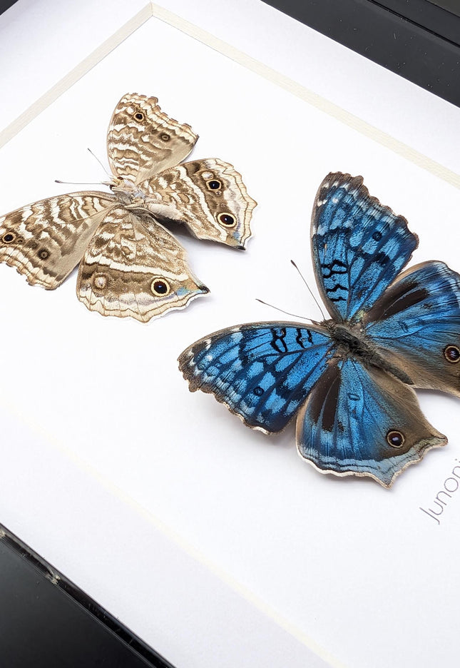 Junonia Rhadama Butterfly Taxidermy Set, Framed Entomology Wall Art (5x7)