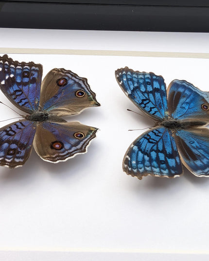 Framed Junonia Rhadama Butterflies, Entomology Wall Art (5x7)