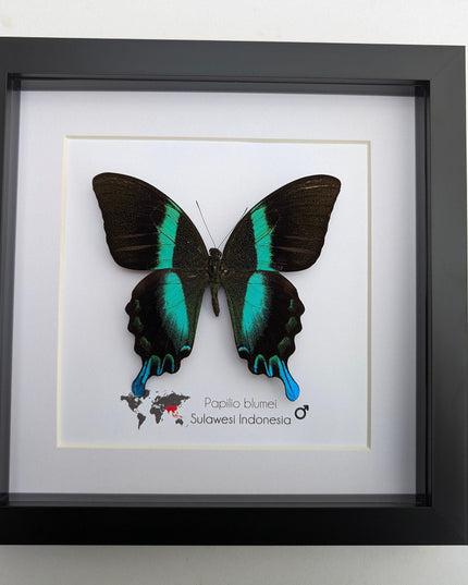 Framed Peacock Butterfly, Iridescent Taxidermy Display