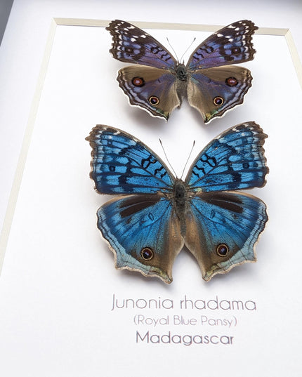Framed Junonia Rhadama Butterflies, Entomology Wall Art (5x7)