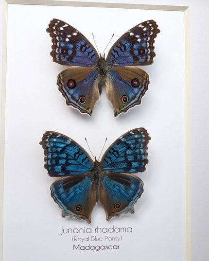 Framed Junonia Rhadama Butterflies, Entomology Wall Art (5x7)