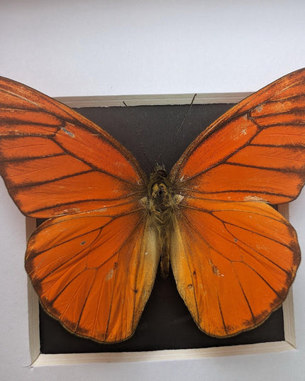 Framed Eastern Orange Albatross Butterfly, Ethically Sourced Entomology Gift
