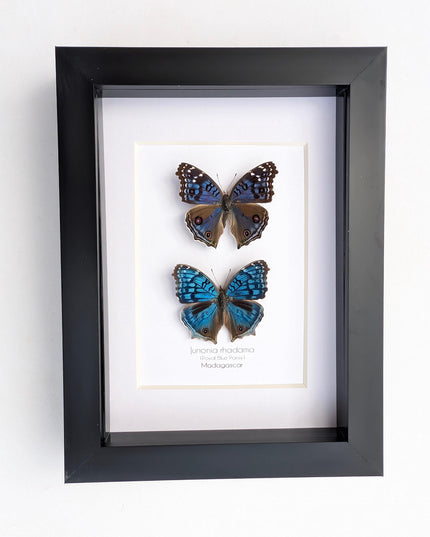 Framed Junonia Rhadama Butterflies, Entomology Wall Art (5x7)