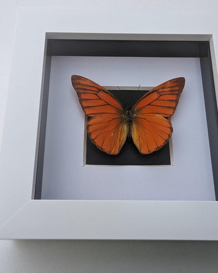 Framed Eastern Orange Albatross Butterfly, Ethically Sourced Entomology Gift