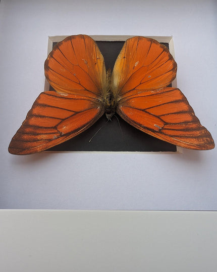 Framed Eastern Orange Albatross Butterfly, Ethically Sourced Entomology Gift
