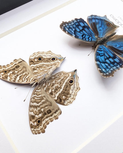 Junonia Rhadama Butterfly Taxidermy Set, Framed Entomology Wall Art (5x7)