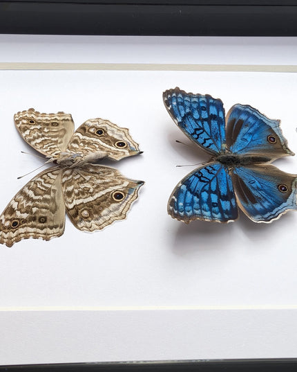 Junonia Rhadama Butterfly Taxidermy Set, Framed Entomology Wall Art (5x7)