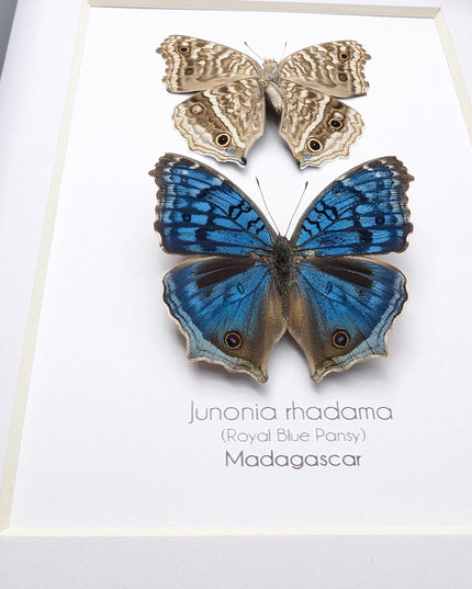 Junonia Rhadama Butterfly Taxidermy Set, Framed Entomology Wall Art (5x7)