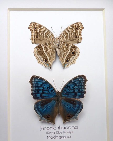 Junonia Rhadama Butterfly Taxidermy Set, Framed Entomology Wall Art (5x7)