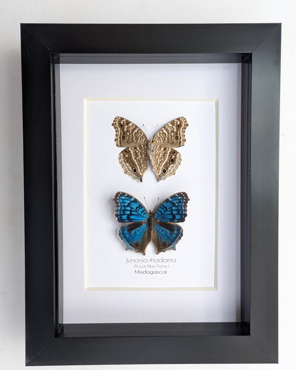 Junonia Rhadama Butterfly Taxidermy Set, Framed Entomology Wall Art (5x7)