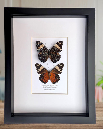 Framed Red Cracker Butterfly Pair, Taxidermy Entomology Gift (8x10)