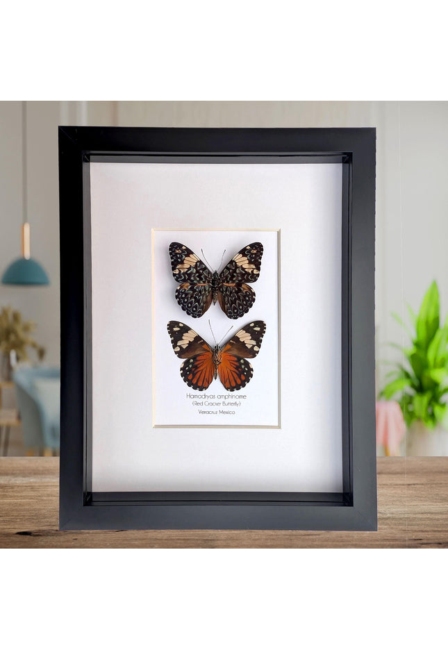 Framed Red Cracker Butterfly Pair, Taxidermy Entomology Gift (8x10)